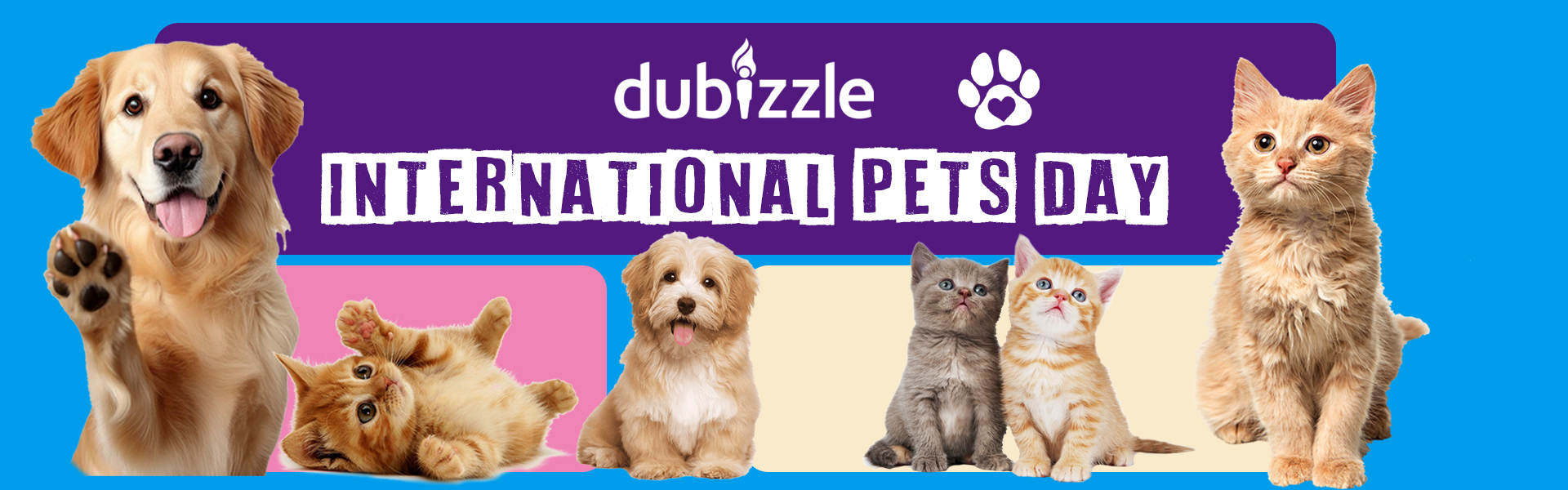 A Purr-fect Day with BDD’s Cats Celebrating International Pets Day!