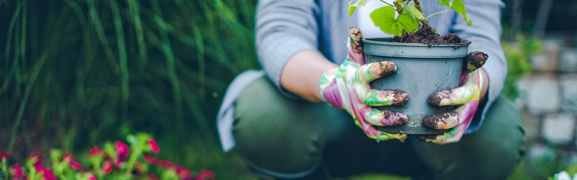 Summer Gardening Tips for a Thriving Garden in Lebanon: Essential Care, Planting, and Tools